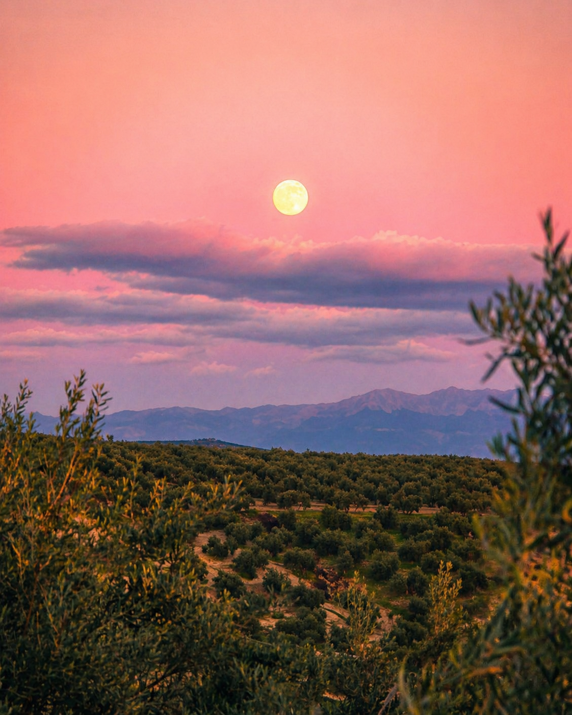 Luna llena sobre el mar de olivos de Begíjar